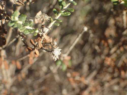 Image of Olearia pimeleoides by (c) JR Ferrer-Paris, some rights reserved (CC BY)