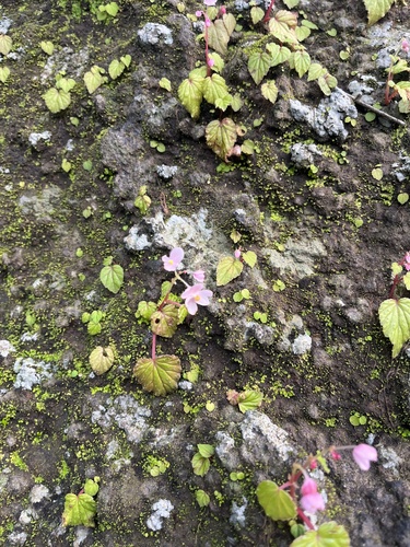Begonia crenata, photograph 4