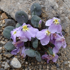 Leiospora subscapigera