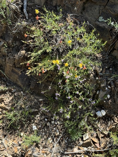 Image of Oenothera toumeyi by (c) CK2AZ, some rights reserved (CC BY)