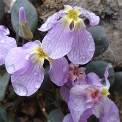 Leiospora subscapigera