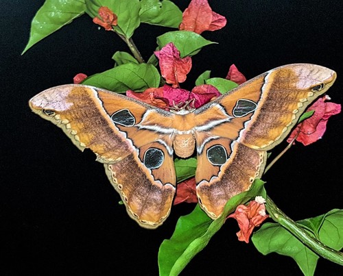 Rothschildia hesperus