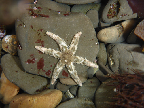 Six-rayed Star, photo 2 of 7