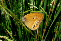 Coenonympha oedippus