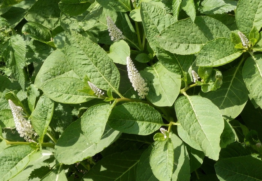 Indian Pokeweed