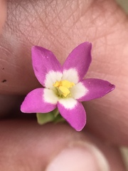 Zeltnera muehlenbergii