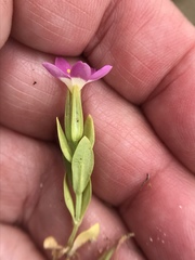 Zeltnera muehlenbergii