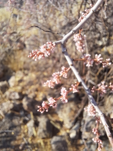 Image of Commiphora glandulosa by (c) Noeleen du Toit, some rights reserved (CC BY-SA)