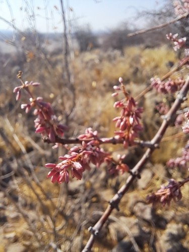 Image of Commiphora glandulosa by (c) Noeleen du Toit, some rights reserved (CC BY-SA)