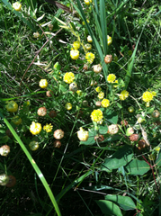 Trifolium aureum