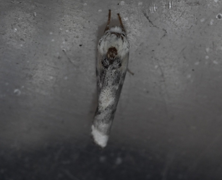 Pale Gray Bird-dropping Moth
