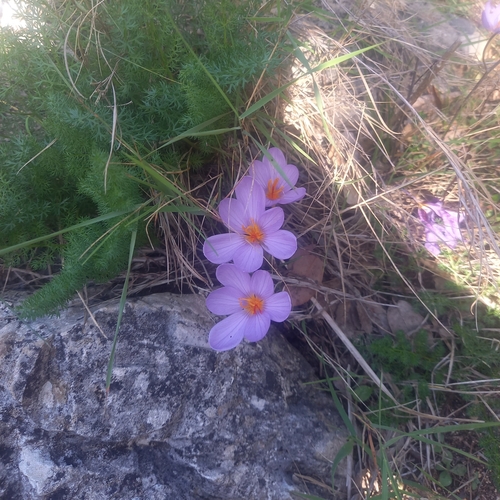 Duftender Herbstkrokus