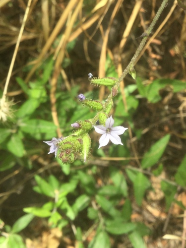 Image of Plumbago pulchella by (c) Erick Vélez Sánchez, some rights reserved (CC BY)
