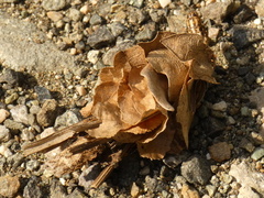 Canephora hirsuta