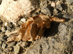 Canephora hirsuta