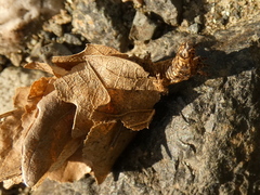 Canephora hirsuta