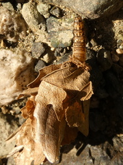 Canephora hirsuta