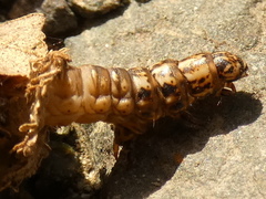 Canephora hirsuta