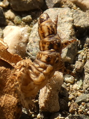 Canephora hirsuta