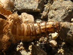 Canephora hirsuta