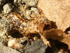 Canephora hirsuta