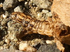 Canephora hirsuta