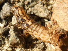 Canephora hirsuta