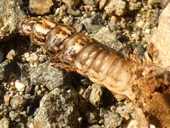 Canephora hirsuta