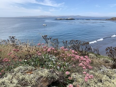 Eriogonum grande rubescens