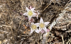 Dudleya blochmaniae