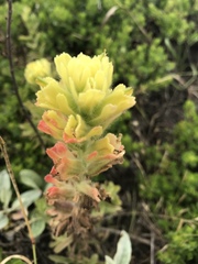 Castilleja wightii