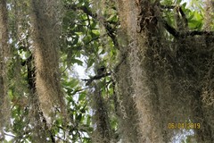 Tillandsia usneoides