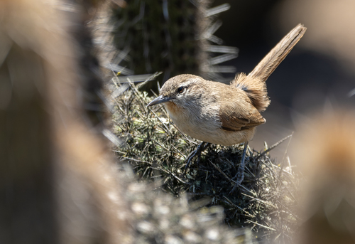 Cactus Canastero (Pseudasthenes cactorum), photo 5