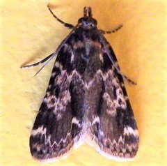 Aglossa caprealis