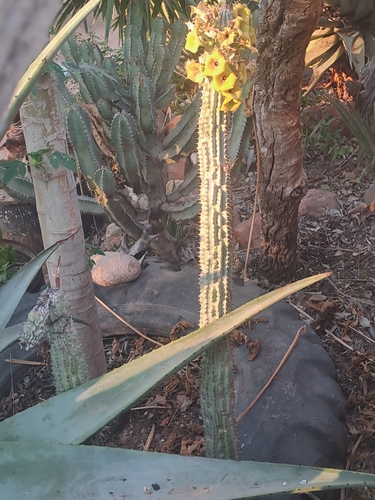 Image of Hoodia parviflora by (c) Noeleen du Toit, some rights reserved (CC BY-SA)