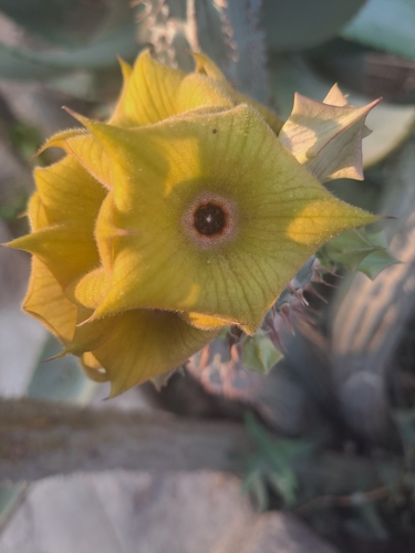 Image of Hoodia parviflora by (c) Noeleen du Toit, some rights reserved (CC BY-SA)
