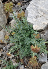 Rhodiola heterodonta