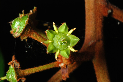 Coffee Colubrina