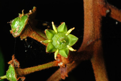 Coffee Colubrina