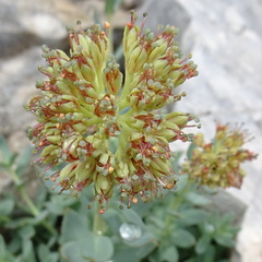 Rhodiola heterodonta