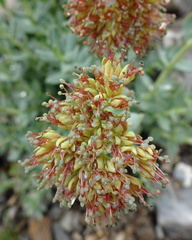 Rhodiola heterodonta