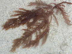 Neoptilota densa