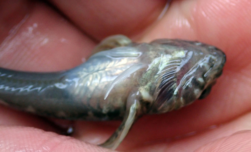 Bellapiscis medius