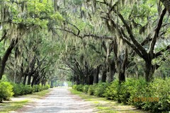 Tillandsia usneoides