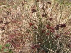 Juncus bolanderi