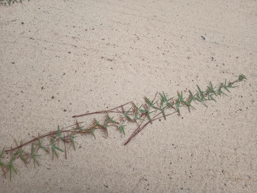 Eremochloa ophiuroides iNat (3)