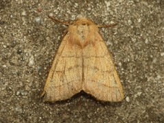 Charanyca trigrammica