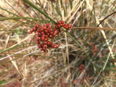 Juncus bolanderi