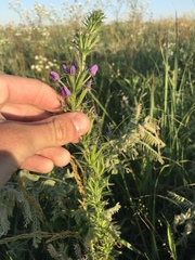 Triodanis leptocarpa