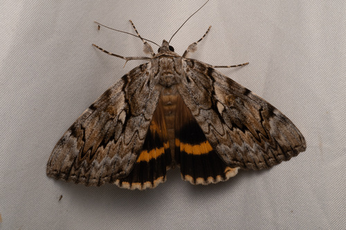 Yellow-banded Underwing photo 6